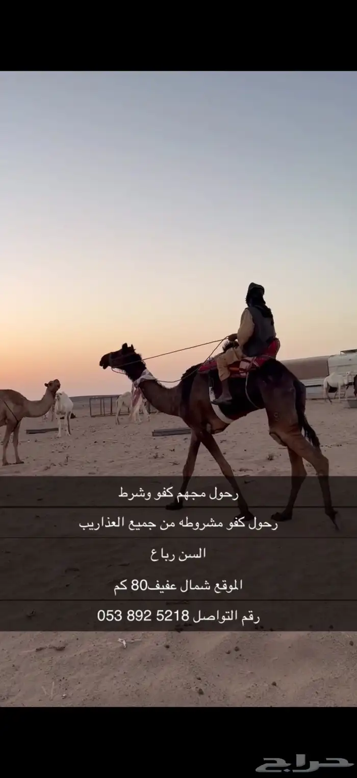 رحول اباعر شرط 4