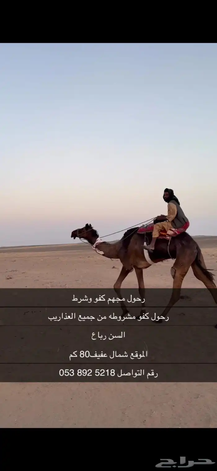 رحول اباعر شرط 0