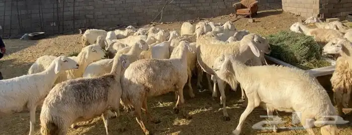 ضان حريات مراح واحد مقاني طيبات 4
