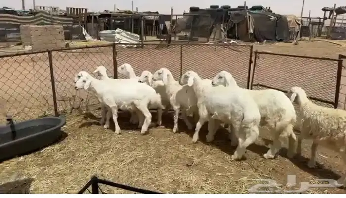 خرفان 0