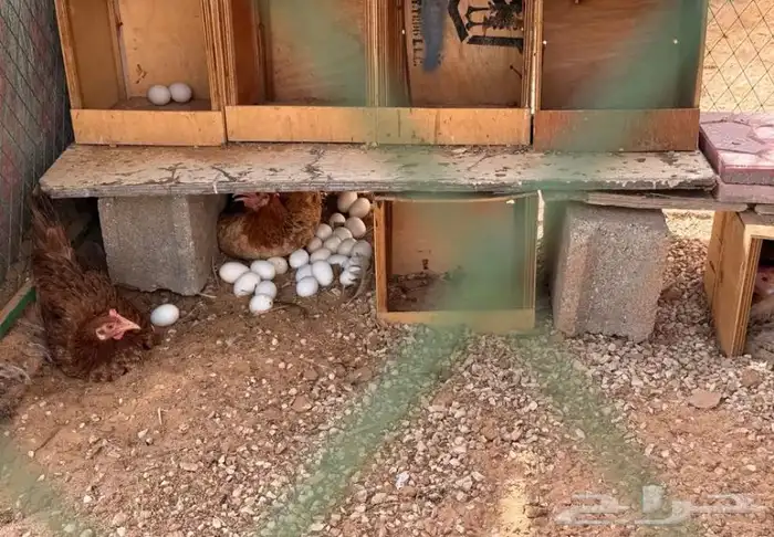 مطلوب دجاج بلدي بياض رجان على بيضه 0