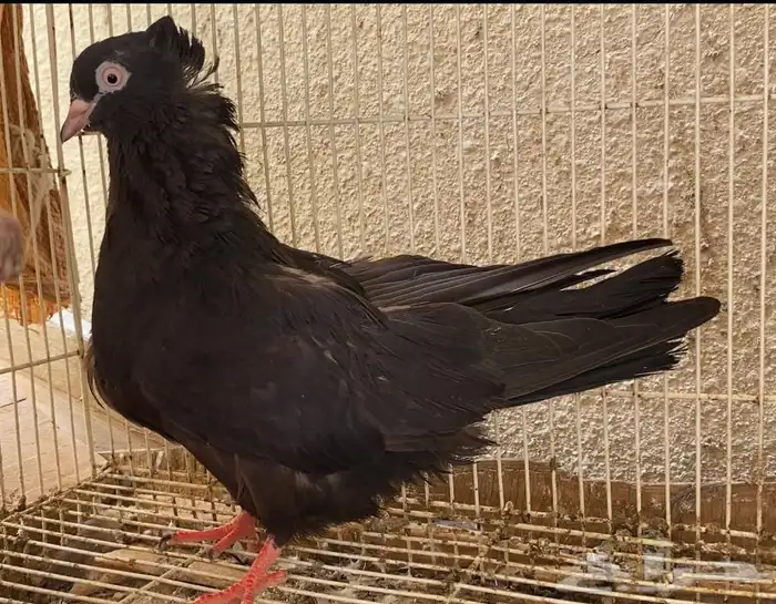 حمام قطيفي انثى سوداء 0