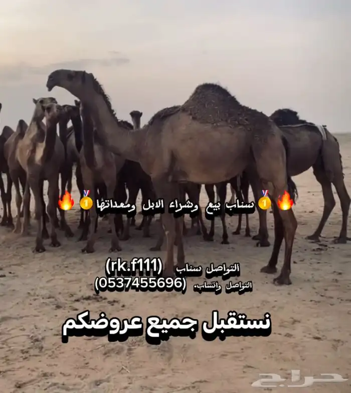 صفراء طيبه 0