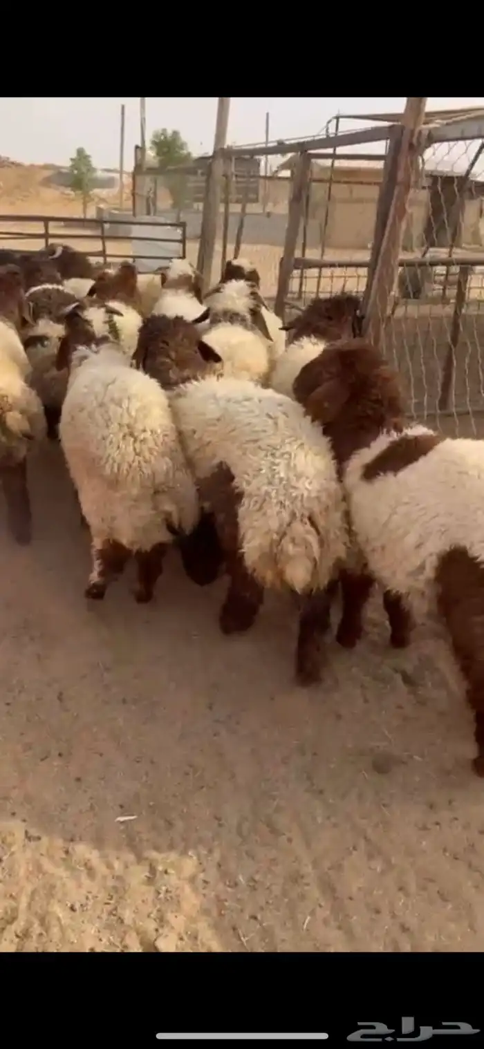 ذبايح نعيم خرفان ورخال 0