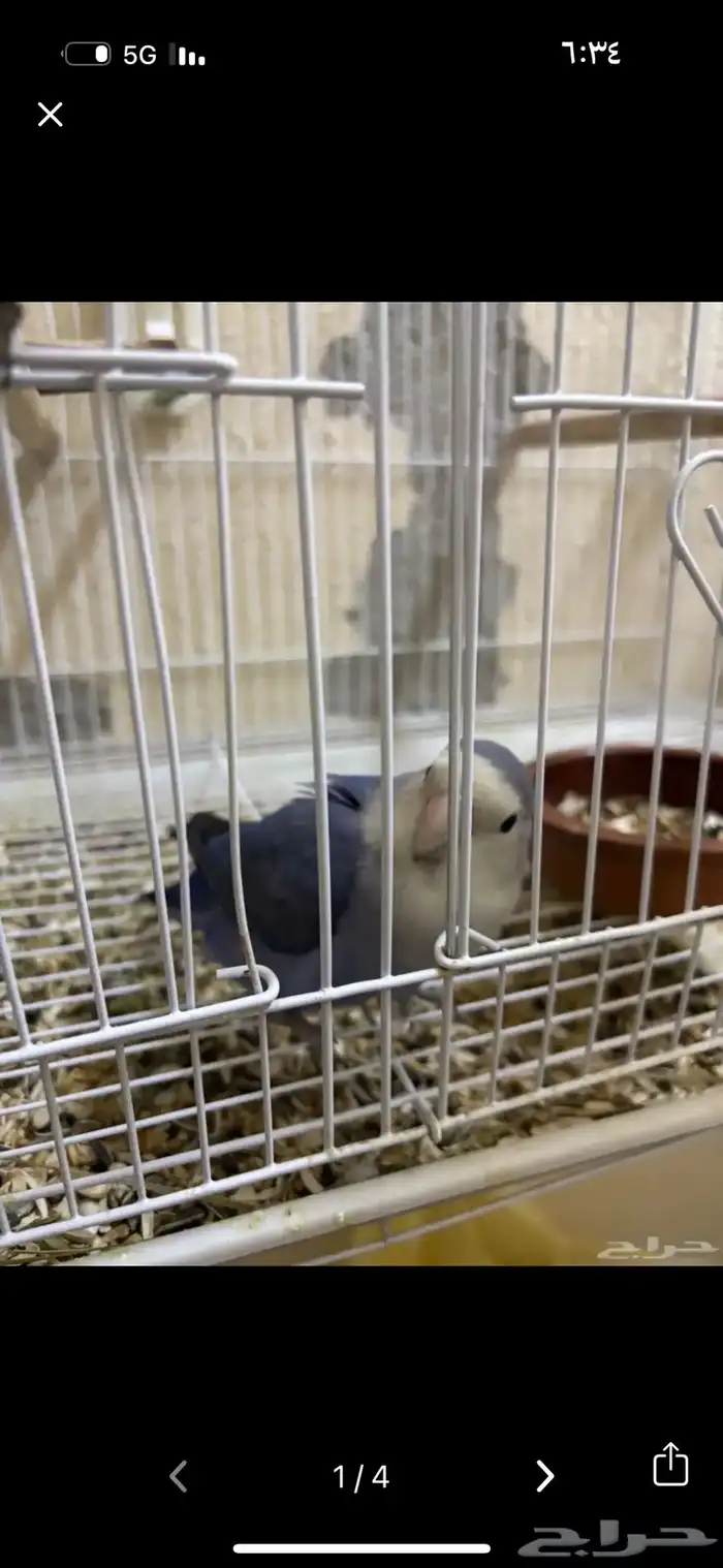 جوز روز البينو وفايلوت تم البيع 3