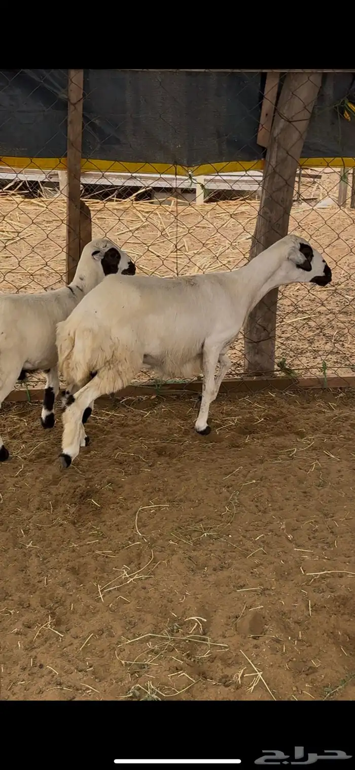 رخله جدع مع فريرها اول انتاج 2