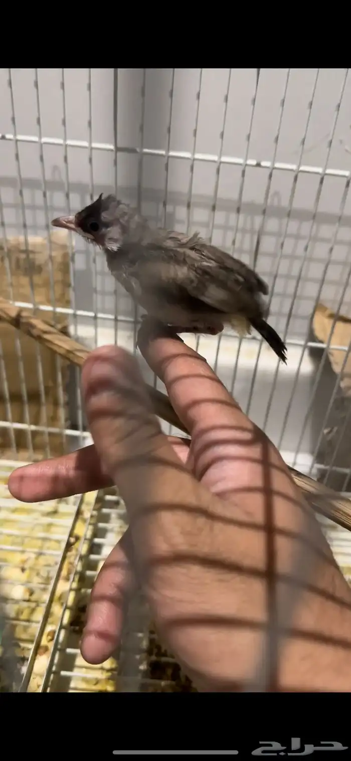 بلبول غر 0