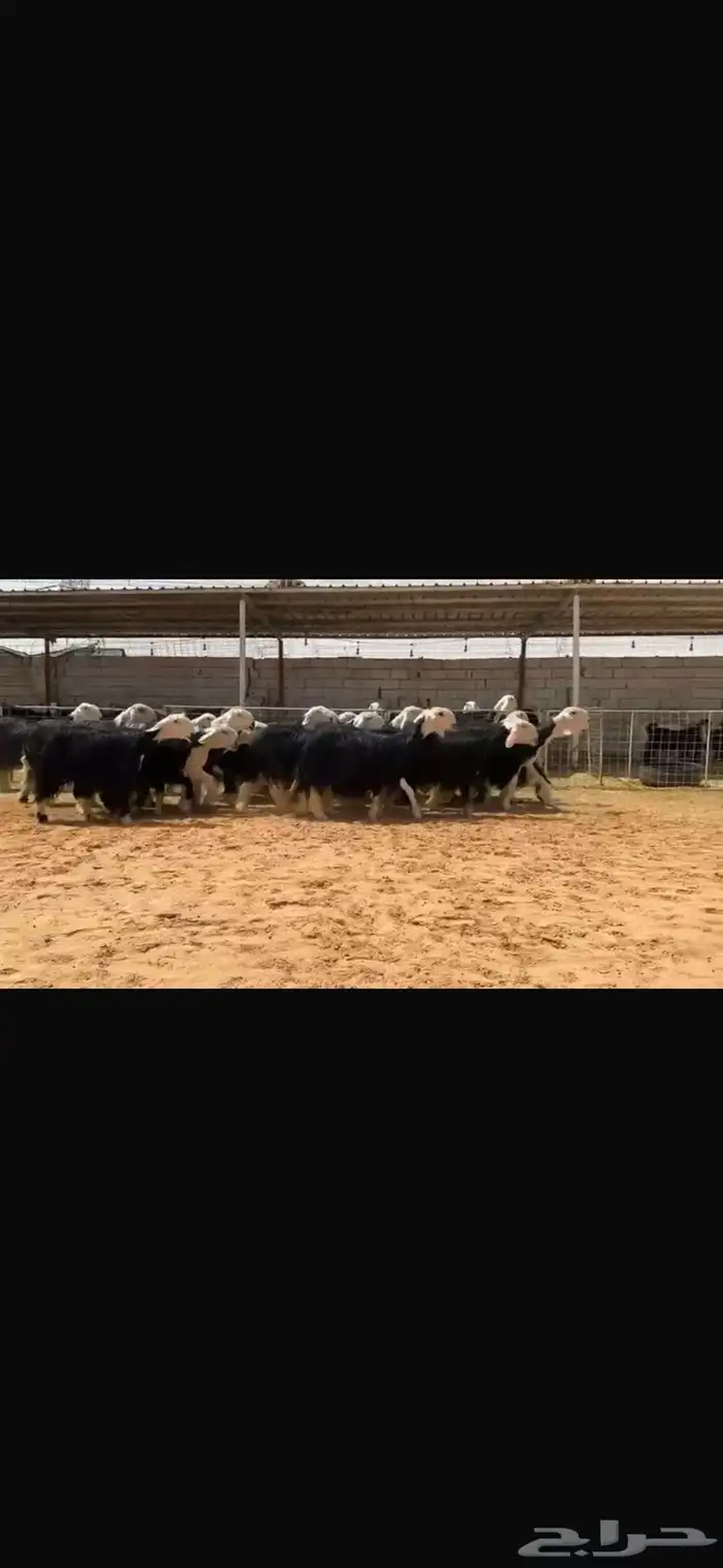 عرض بيع مراح نجد صنف بالفحل مشروط 7