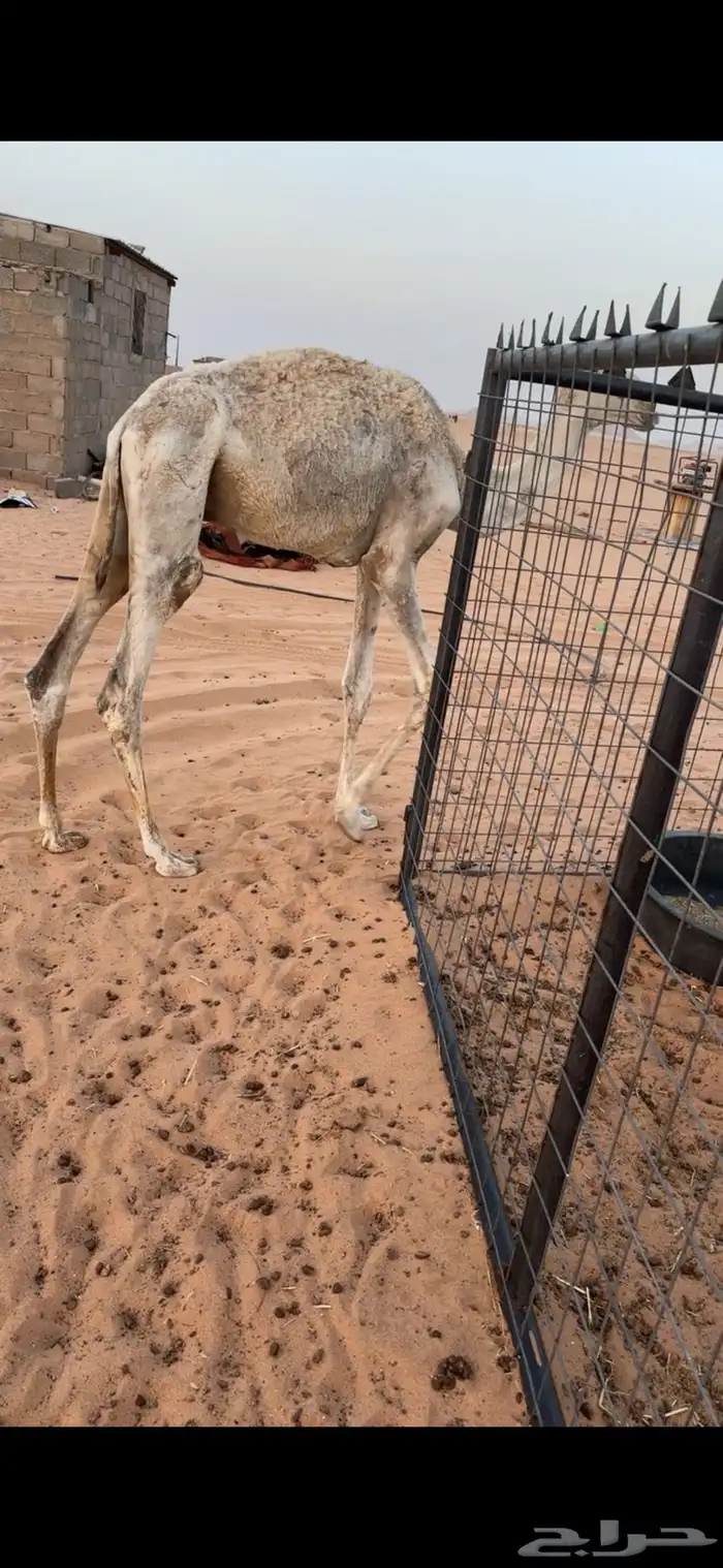 قعود تربيه 0