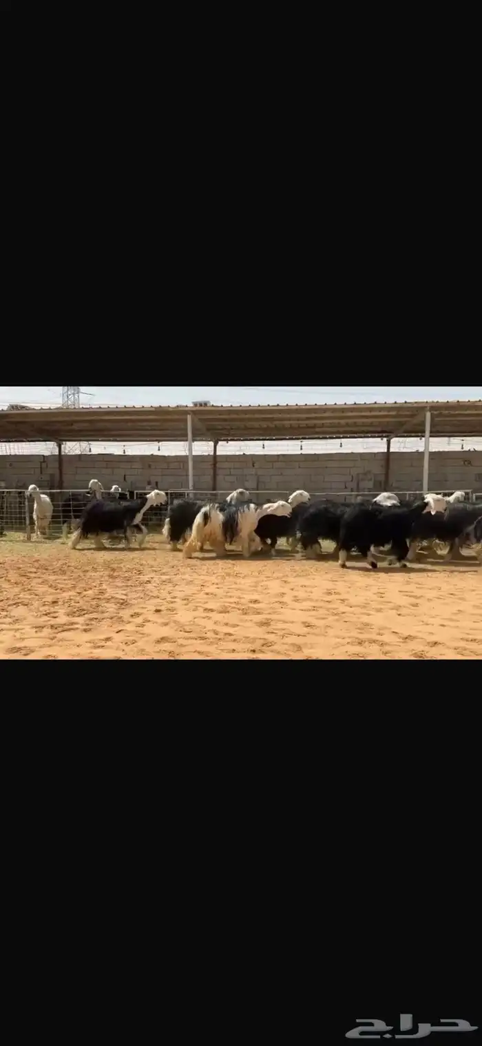 عرض بيع مراح نجد صنف بالفحل مشروط 0