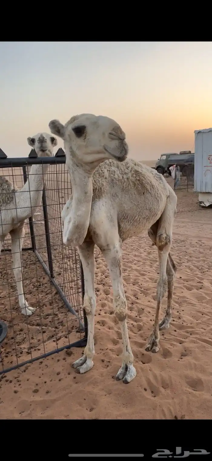 قعود تربيه 1
