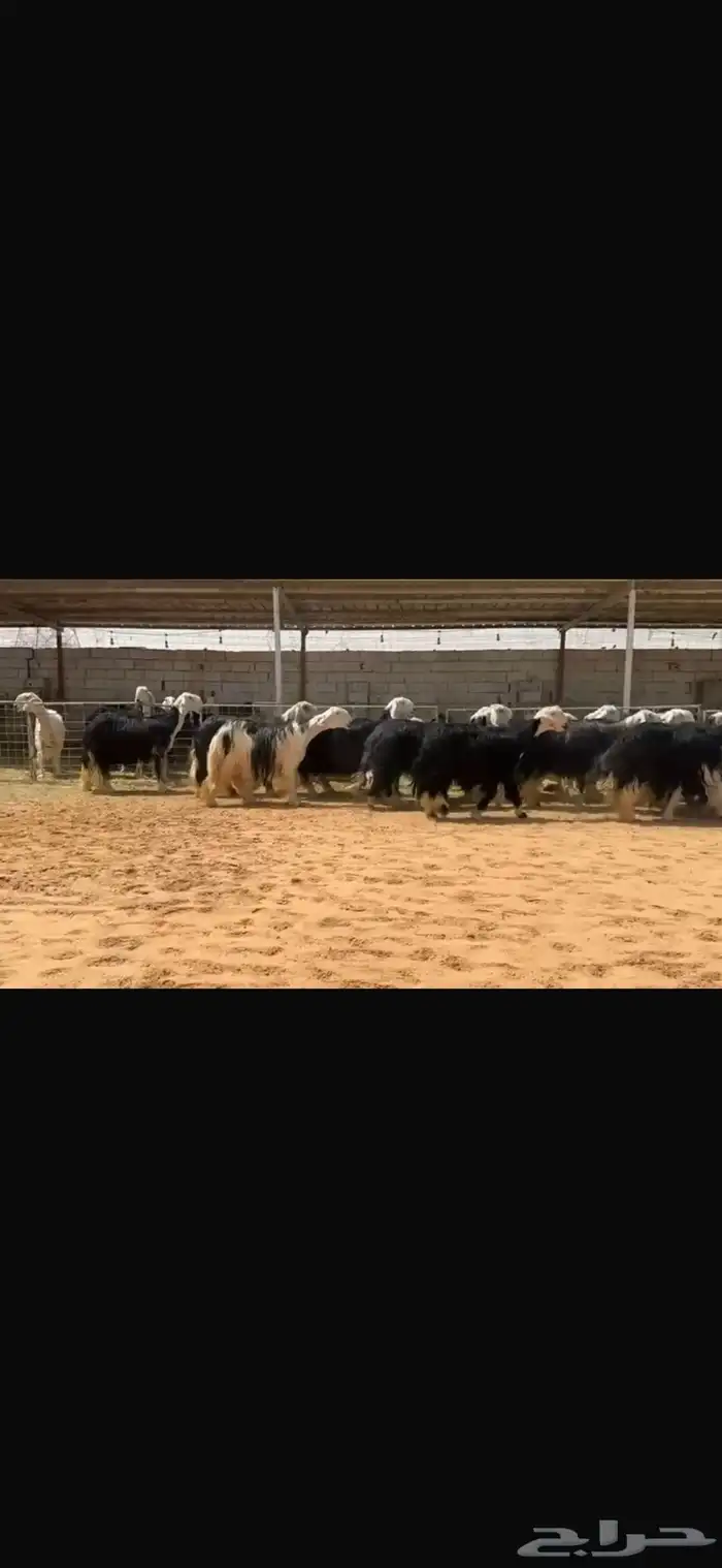 عرض بيع مراح نجد صنف بالفحل مشروط 1