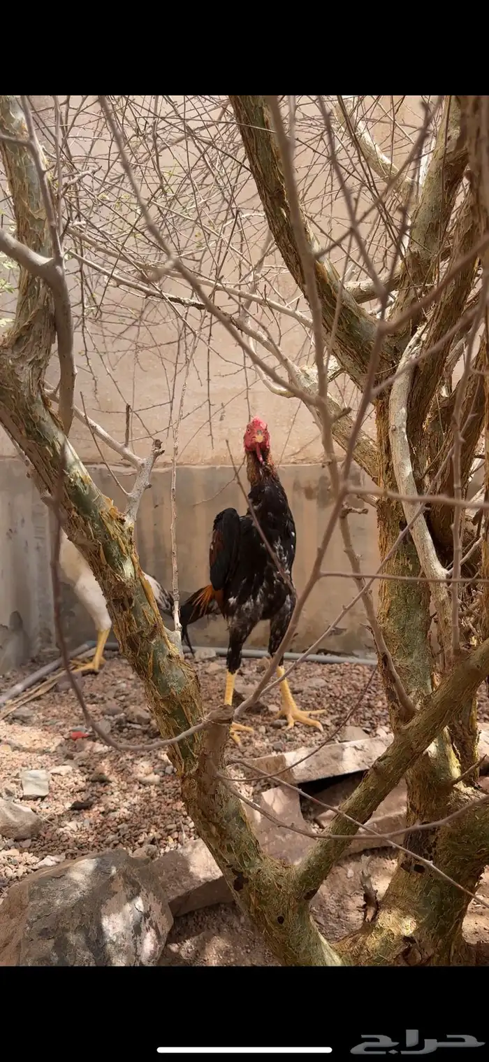 ديك شامو ياباني 0