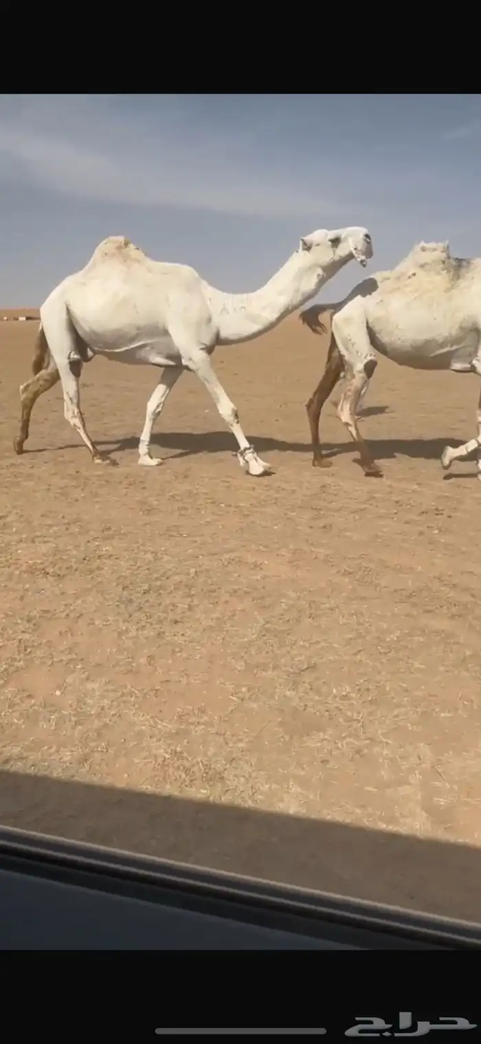 لا توصل الصامل باتلي على بعير محمد حامد 0