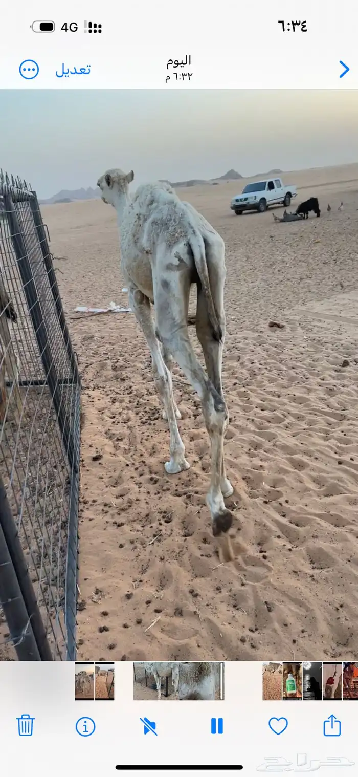 قعود تربيه 2