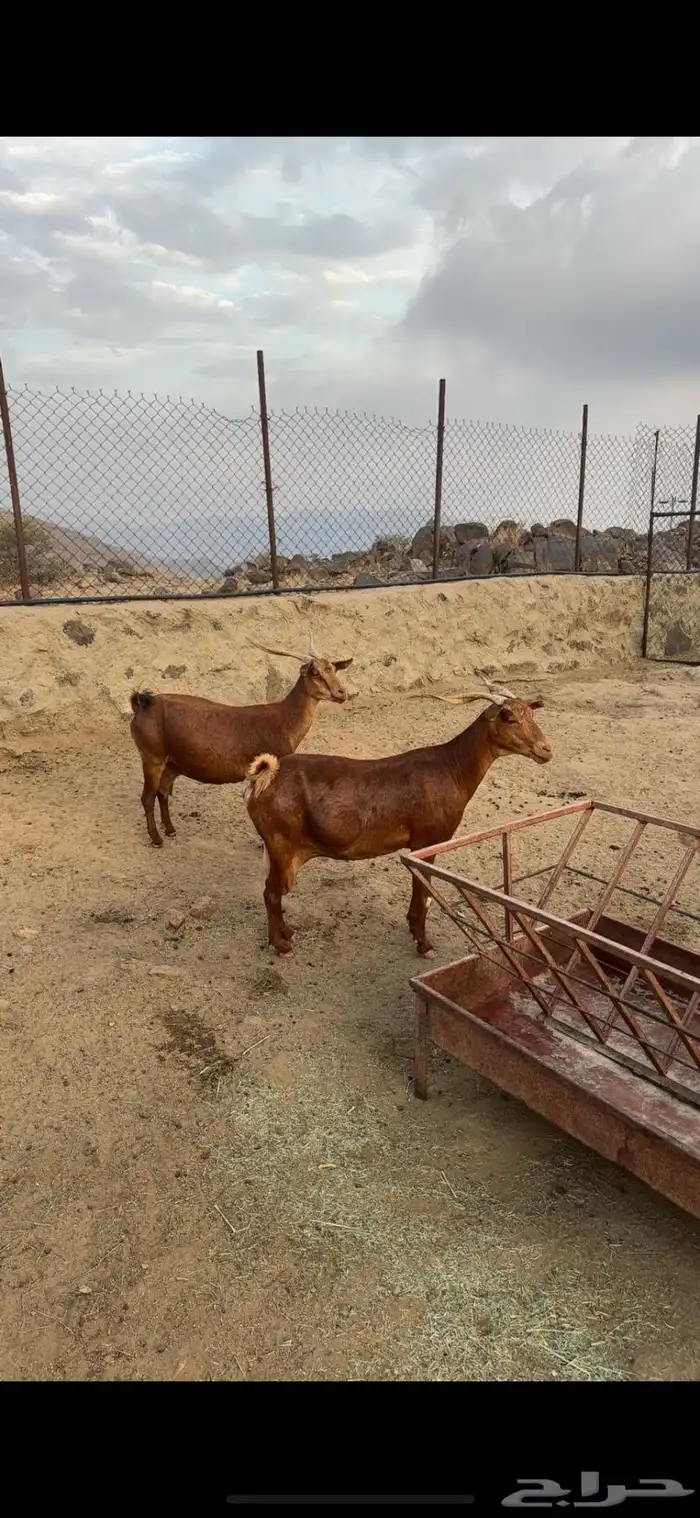 عنزين ماشاء الله 0