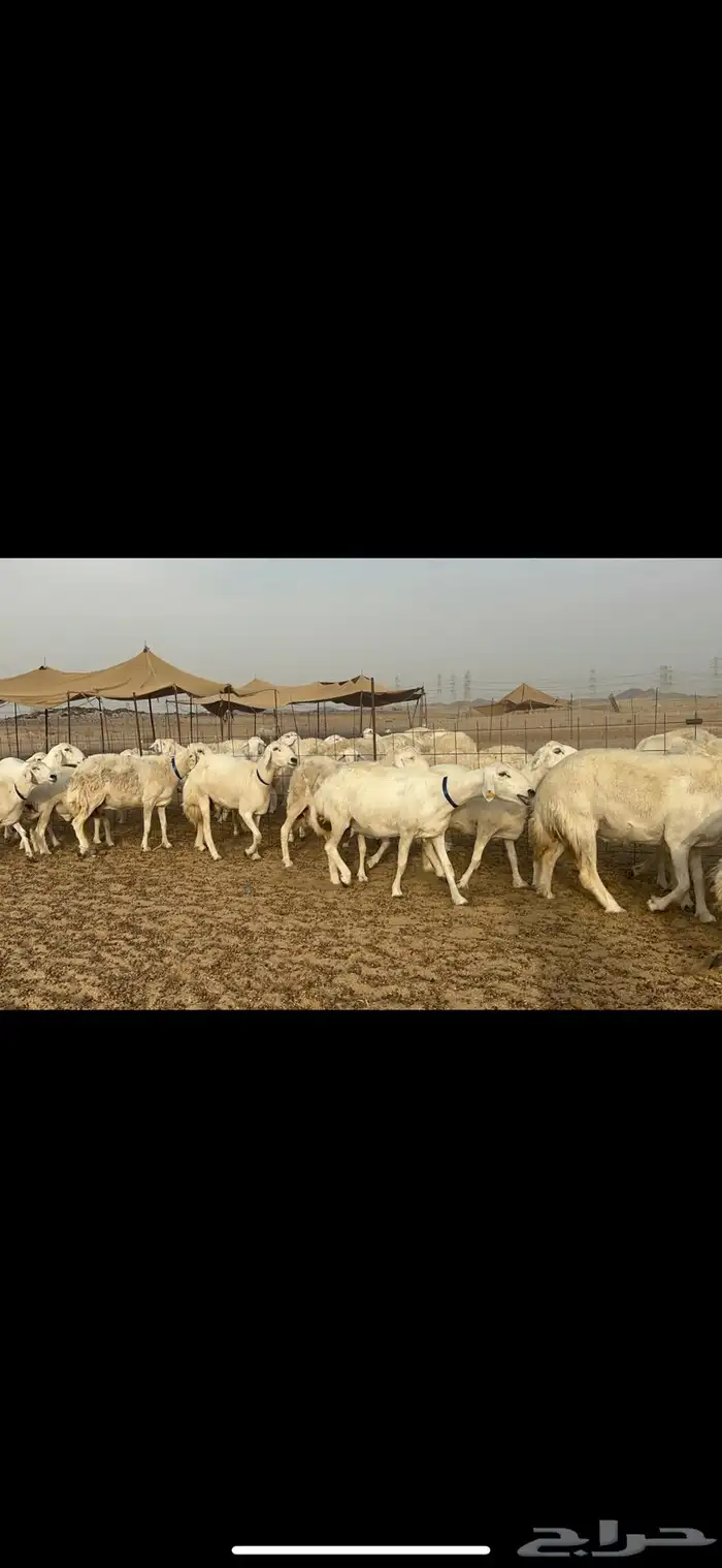 غنم جروم كفو دفيع 0