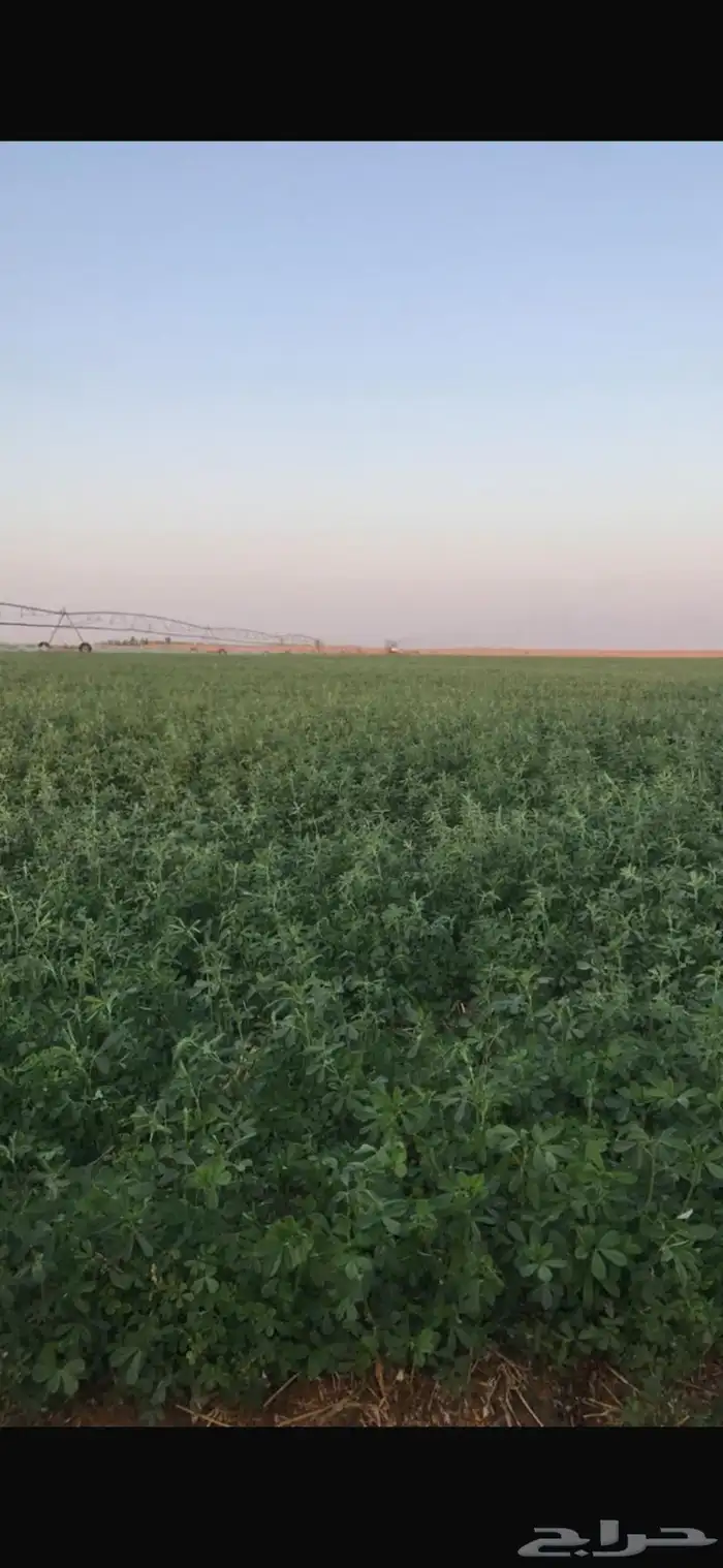 مزرعة للإيجار و للبيع 0