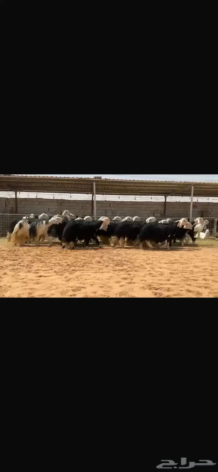 عرض بيع مراح نجد صنف بالفحل مشروط 3
