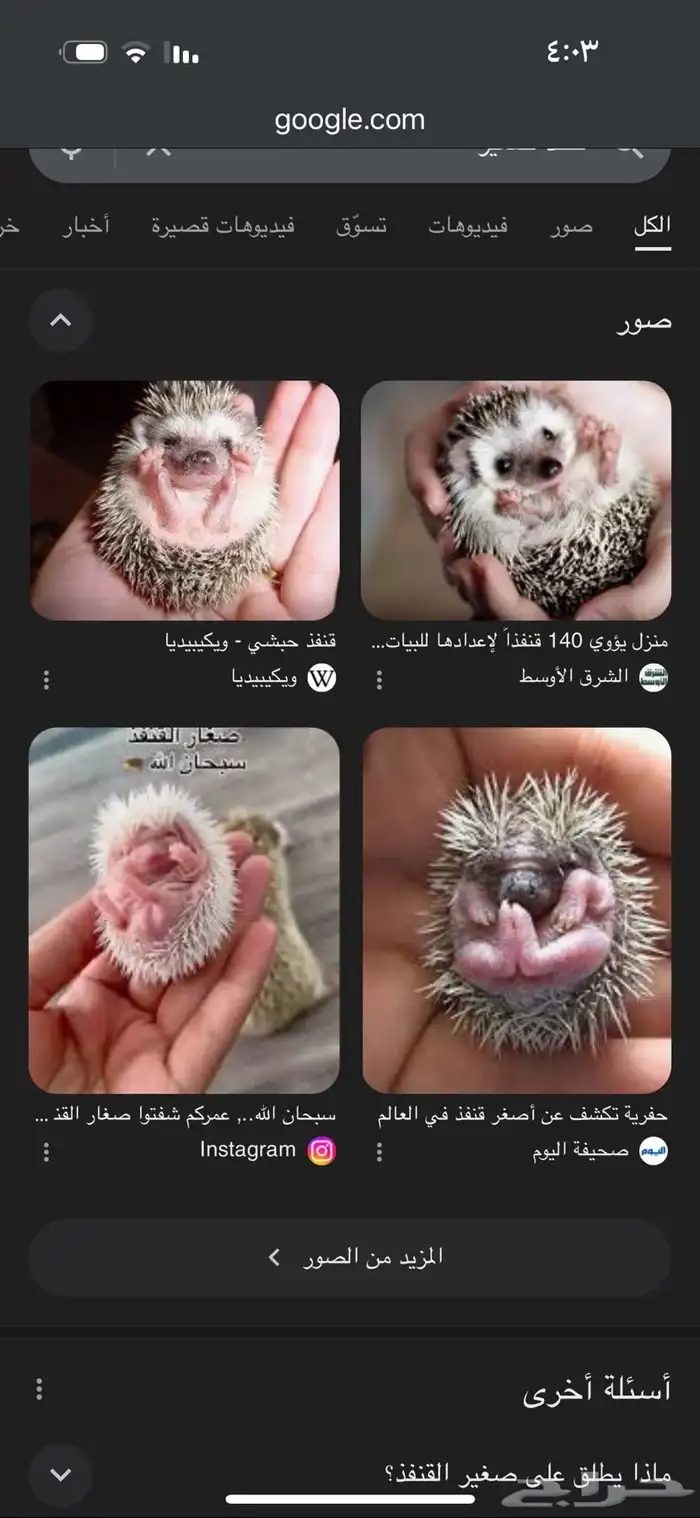 قنفذ صغير مطلوب 0