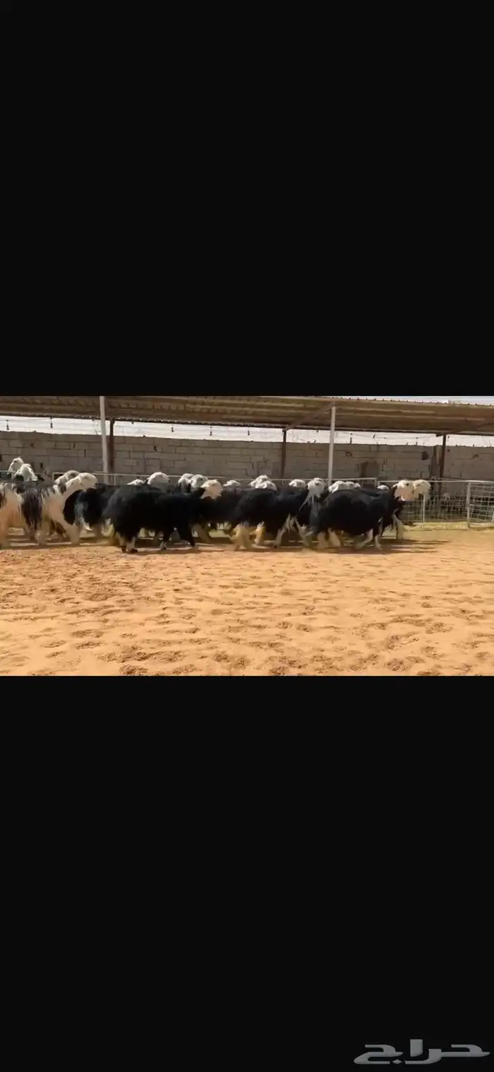 عرض بيع مراح نجد صنف بالفحل مشروط 2