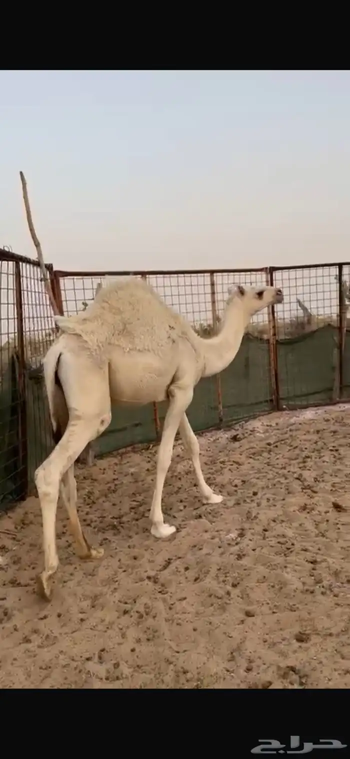قعود طايش العمر 8 شهور 0