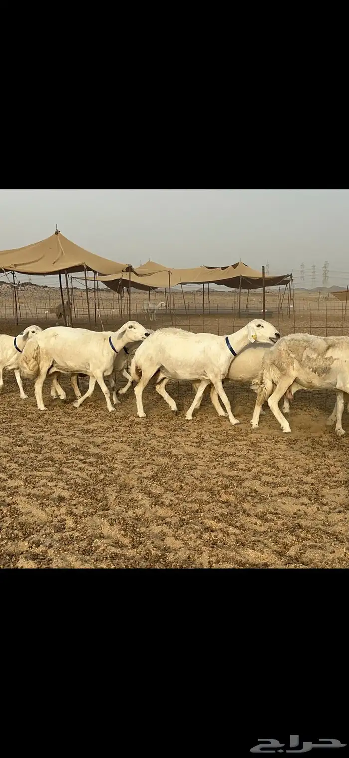 غنم جروم كفو دفيع 2