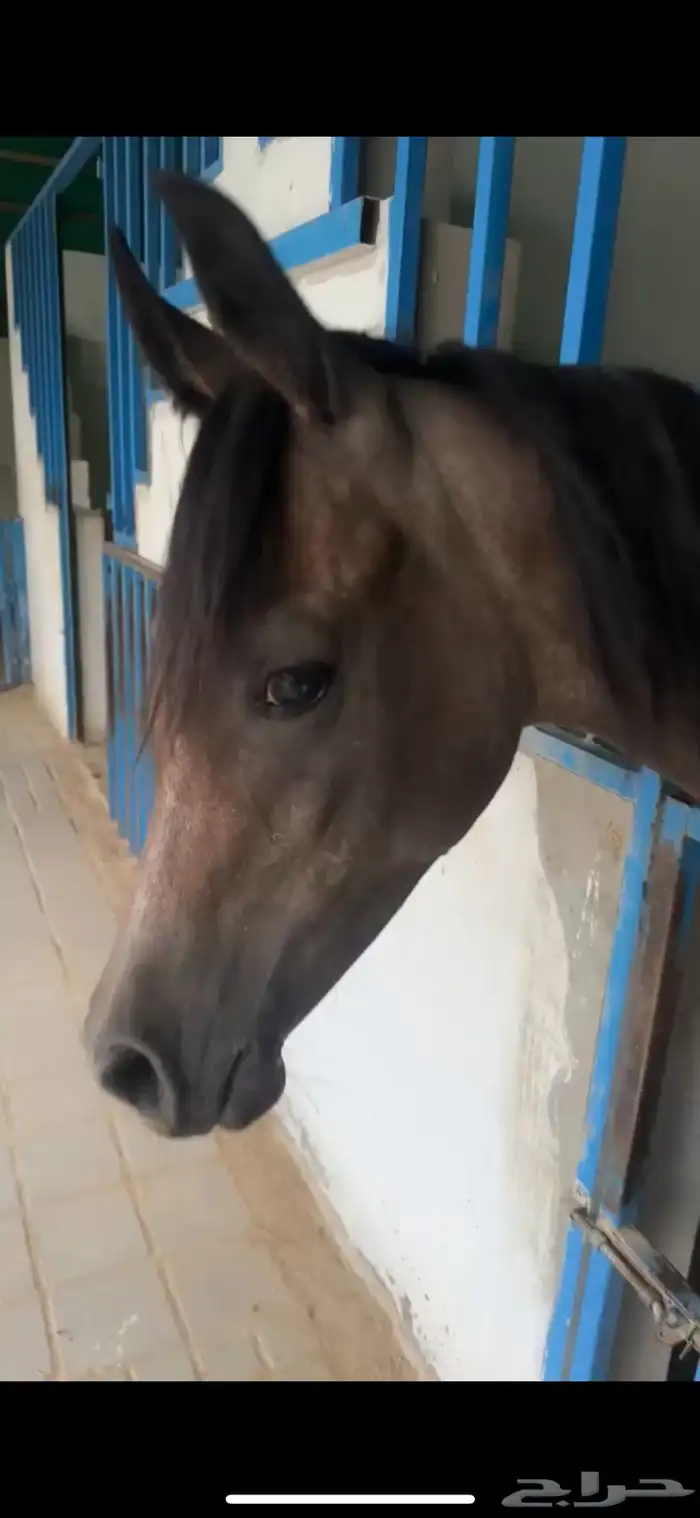 مهره شعبيه 0
