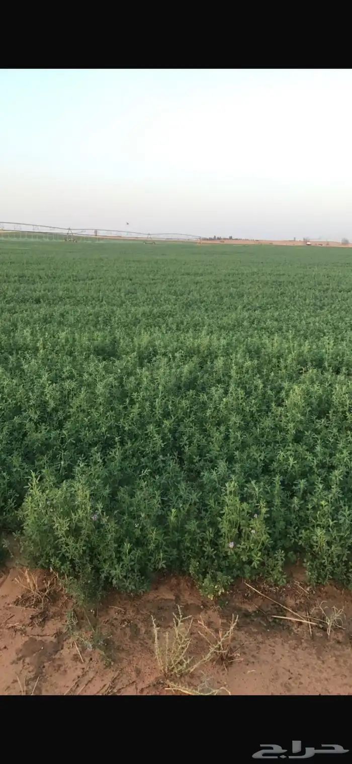 مزرعة للإيجار و للبيع 2