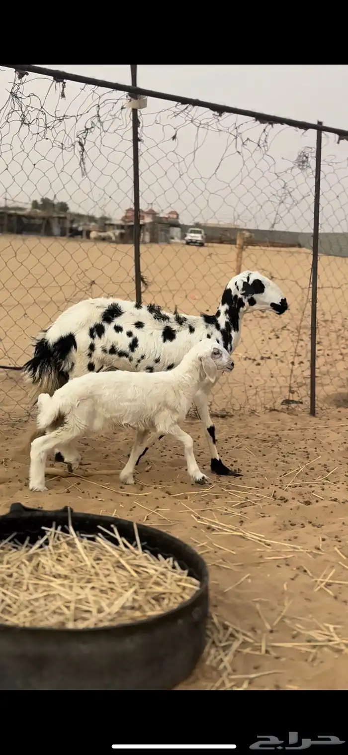 نعجه 1