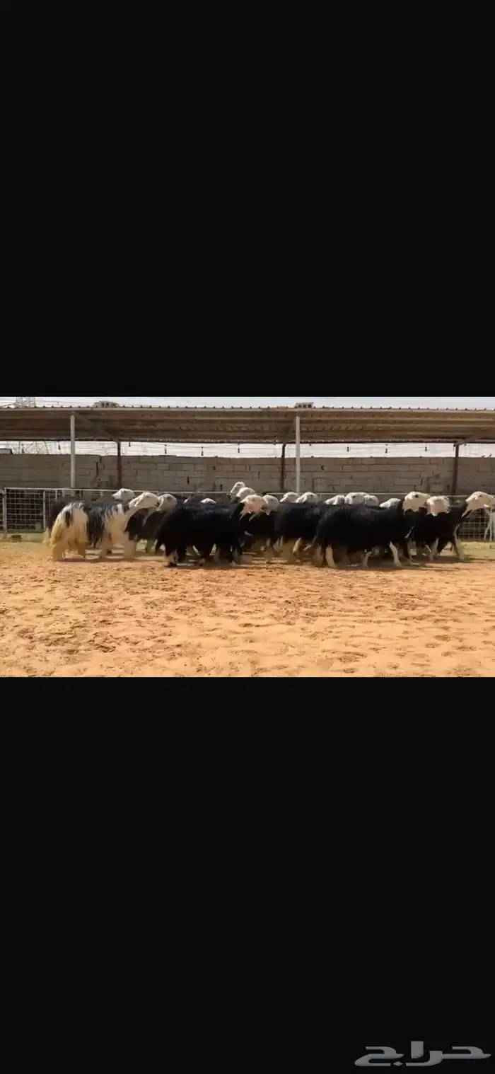 عرض بيع مراح نجد صنف بالفحل مشروط 4