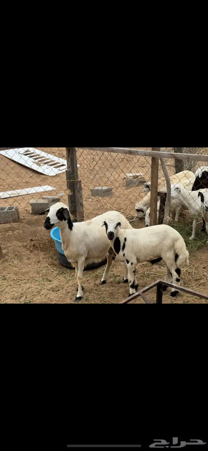 رخله جدع مع فريرها اول انتاج 3
