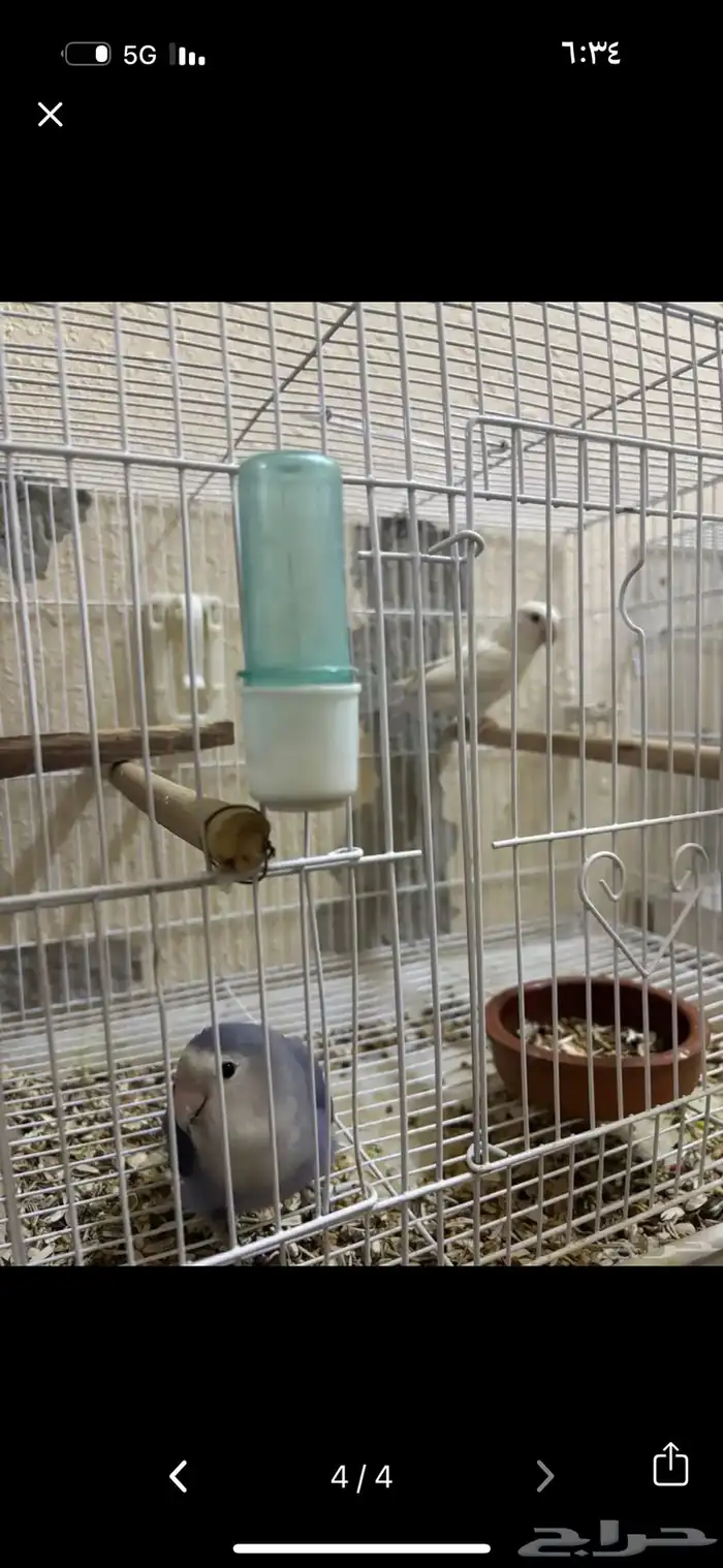 جوز روز البينو وفايلوت تم البيع 0