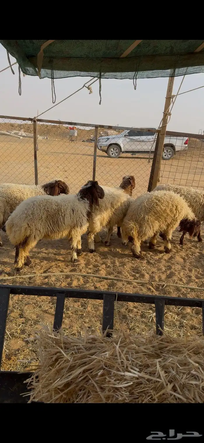 جذعات نعيم 0