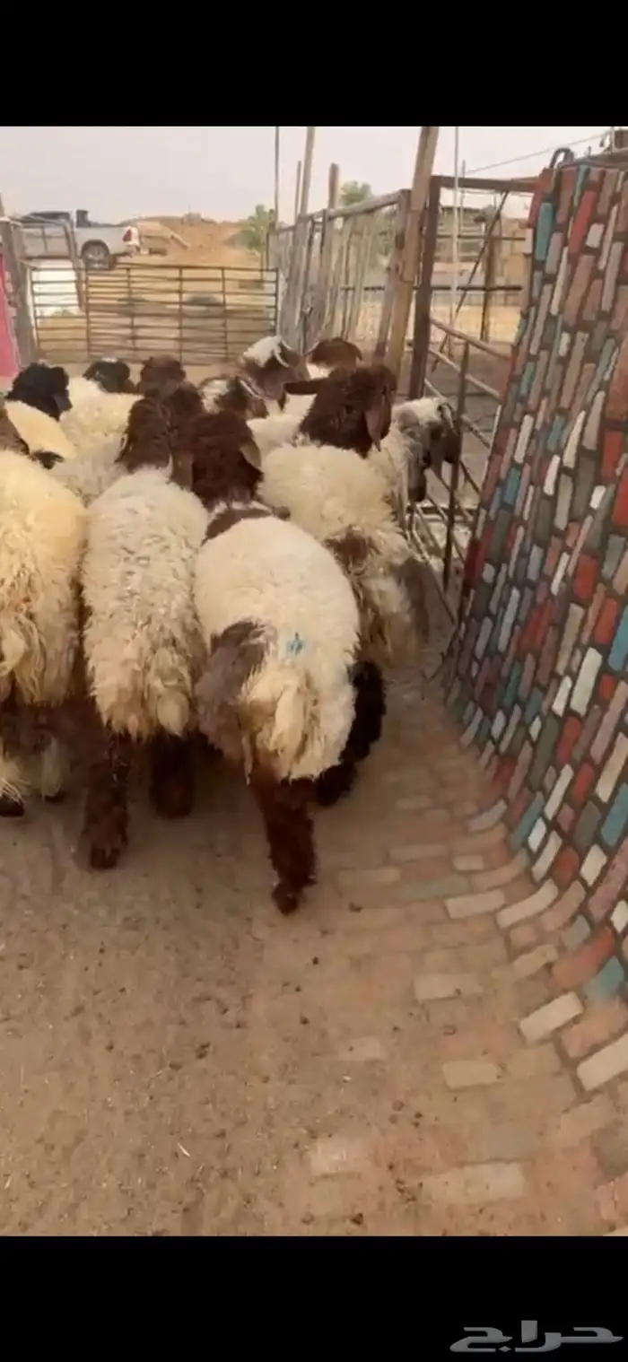 ذبايح نعيم خرفان ورخال 1