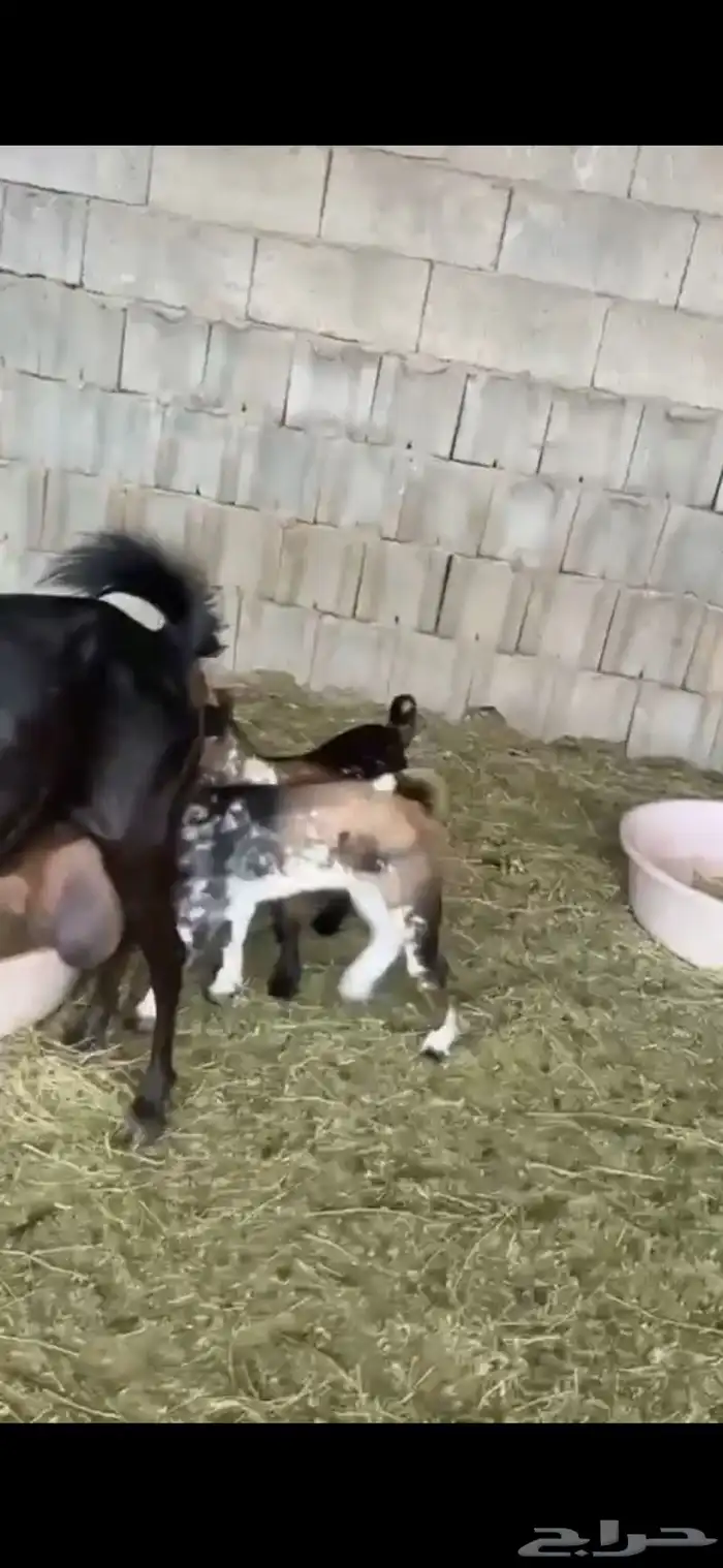 عنز تحتها اثنين تيوس جرم عالي جنوبيه 2