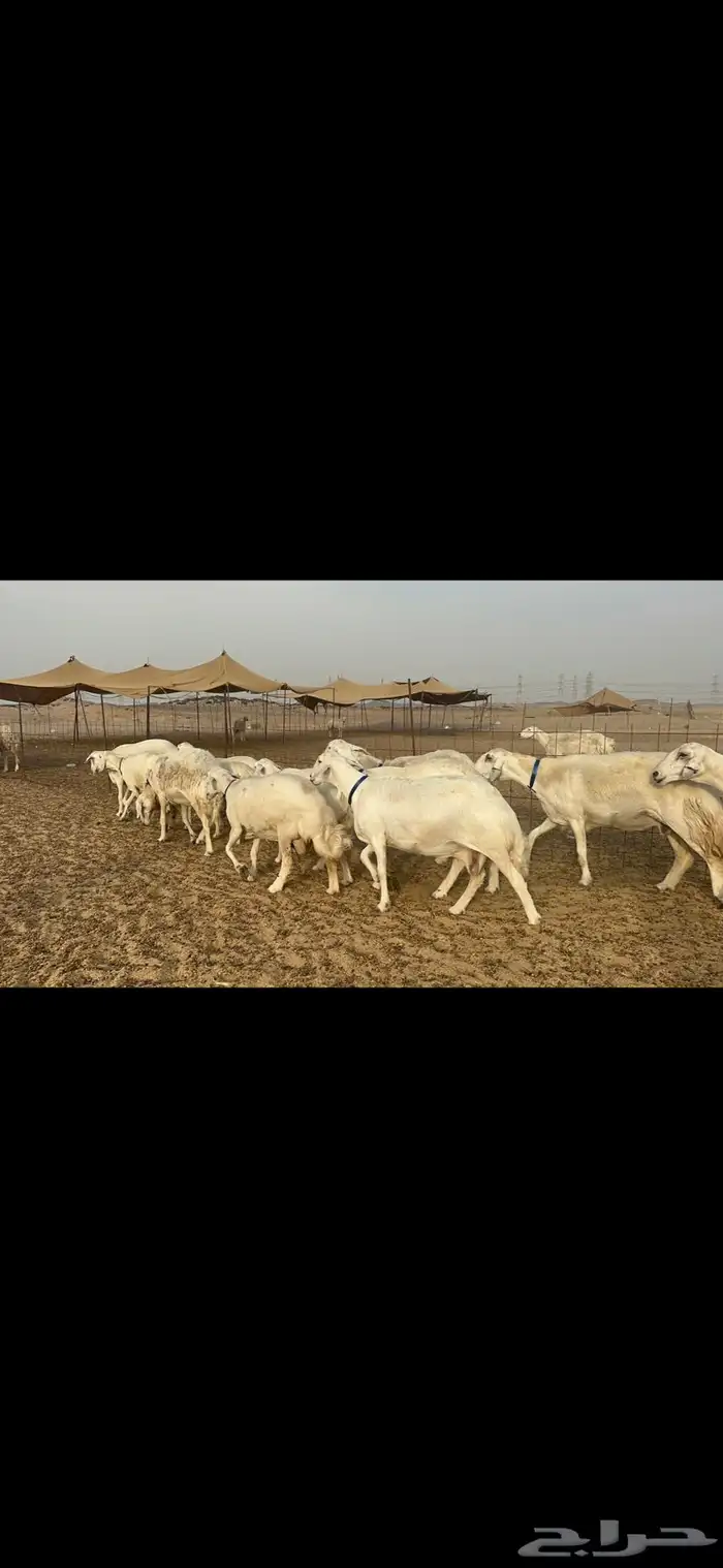 غنم جروم كفو دفيع 1