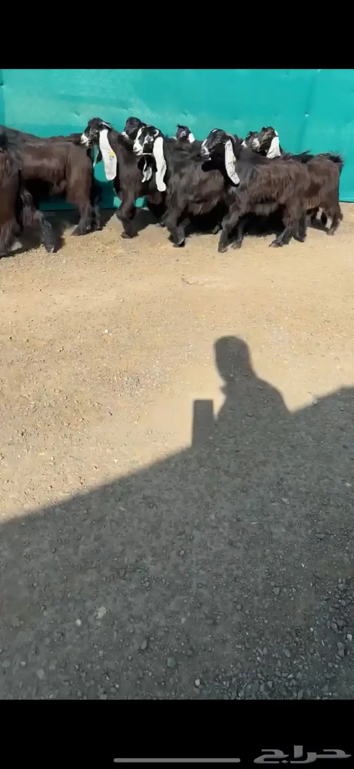جفرات عوارض خصم الخصم تممم البيع 1