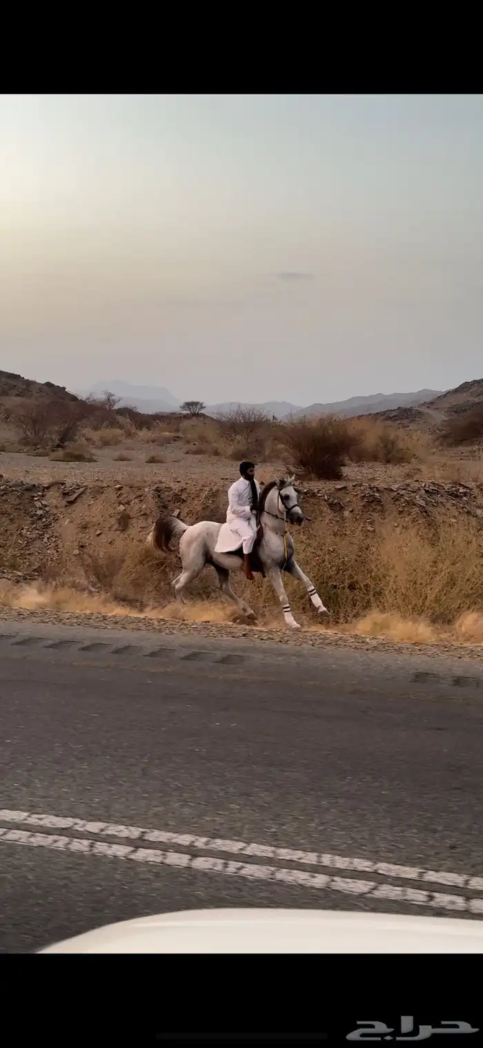 حصان شعبي بطل 3