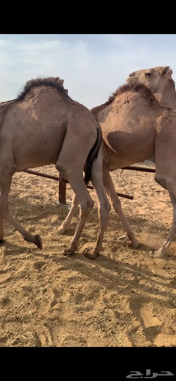 قعدان مرابي 7 شهور 4