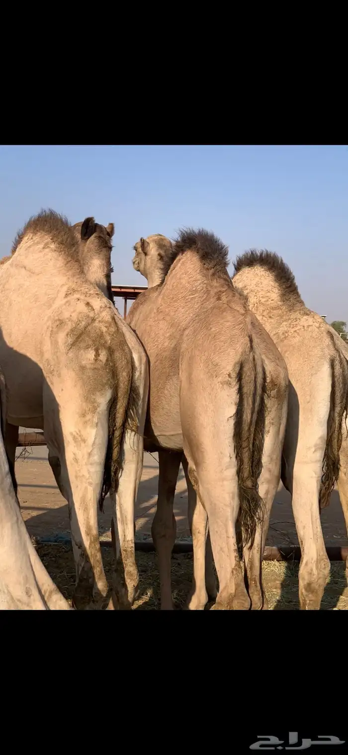 قعدان مرابي 7 شهور 0