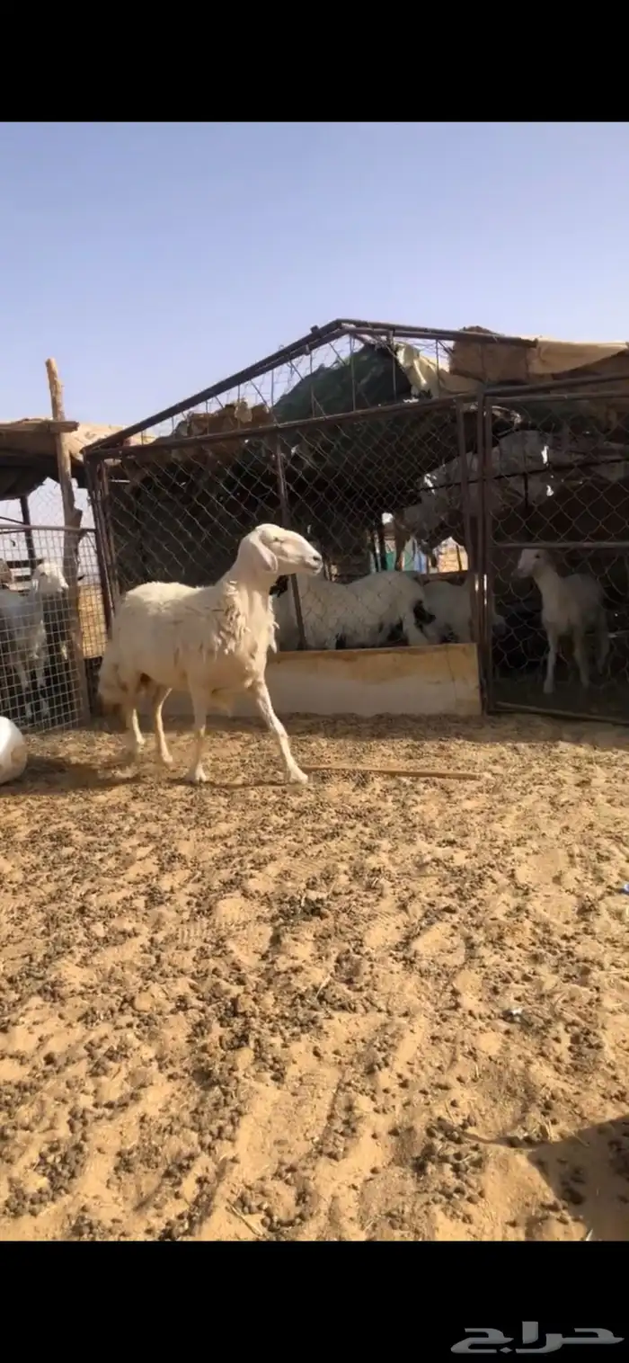 نعجه صفرا 1