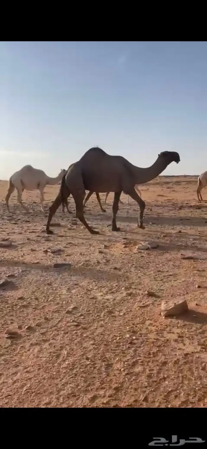 قعود كفو رماني 0