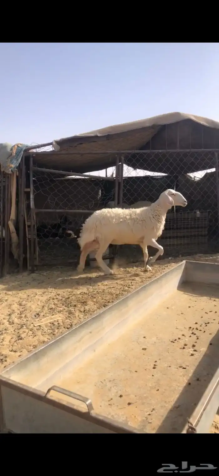 نعجه صفرا 2