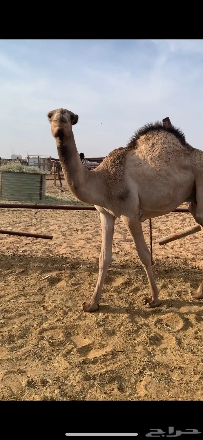 قعدان مرابي 7 شهور 3