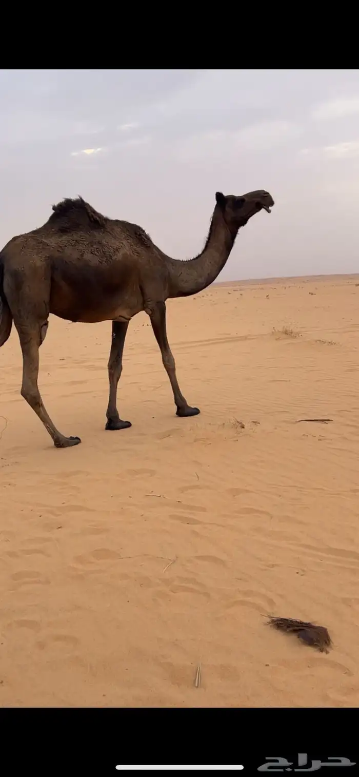ظروبه مجهم طيب 3