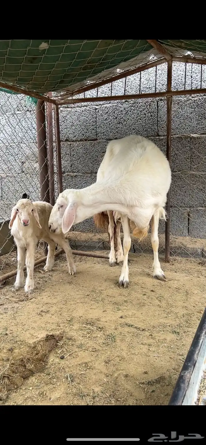 صفرا برصا صنف الصنف 0