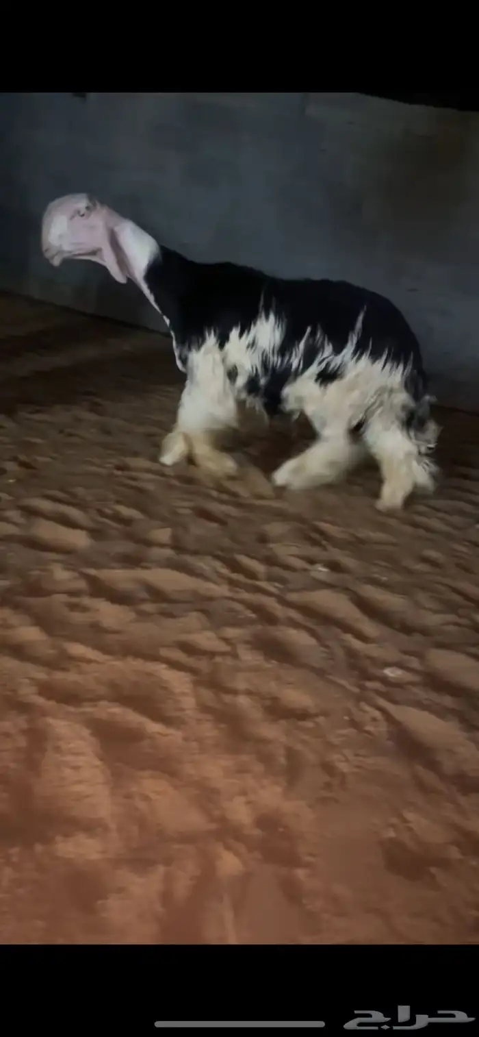 تم البيع 1