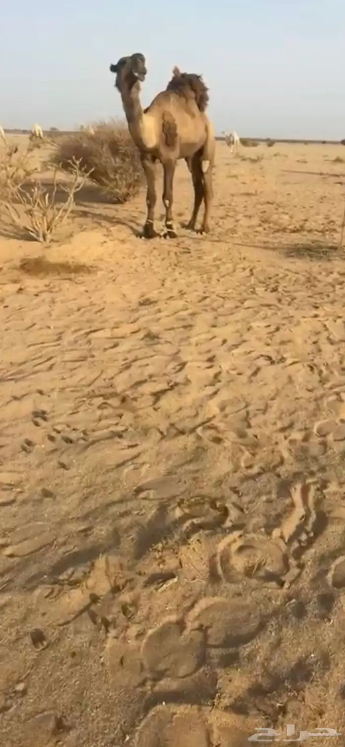 اصفر للبيع 0