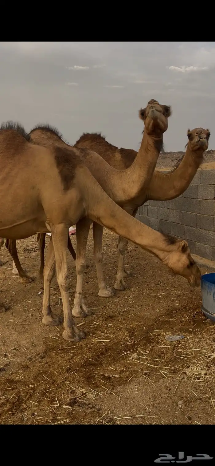 نياق للبيع 6